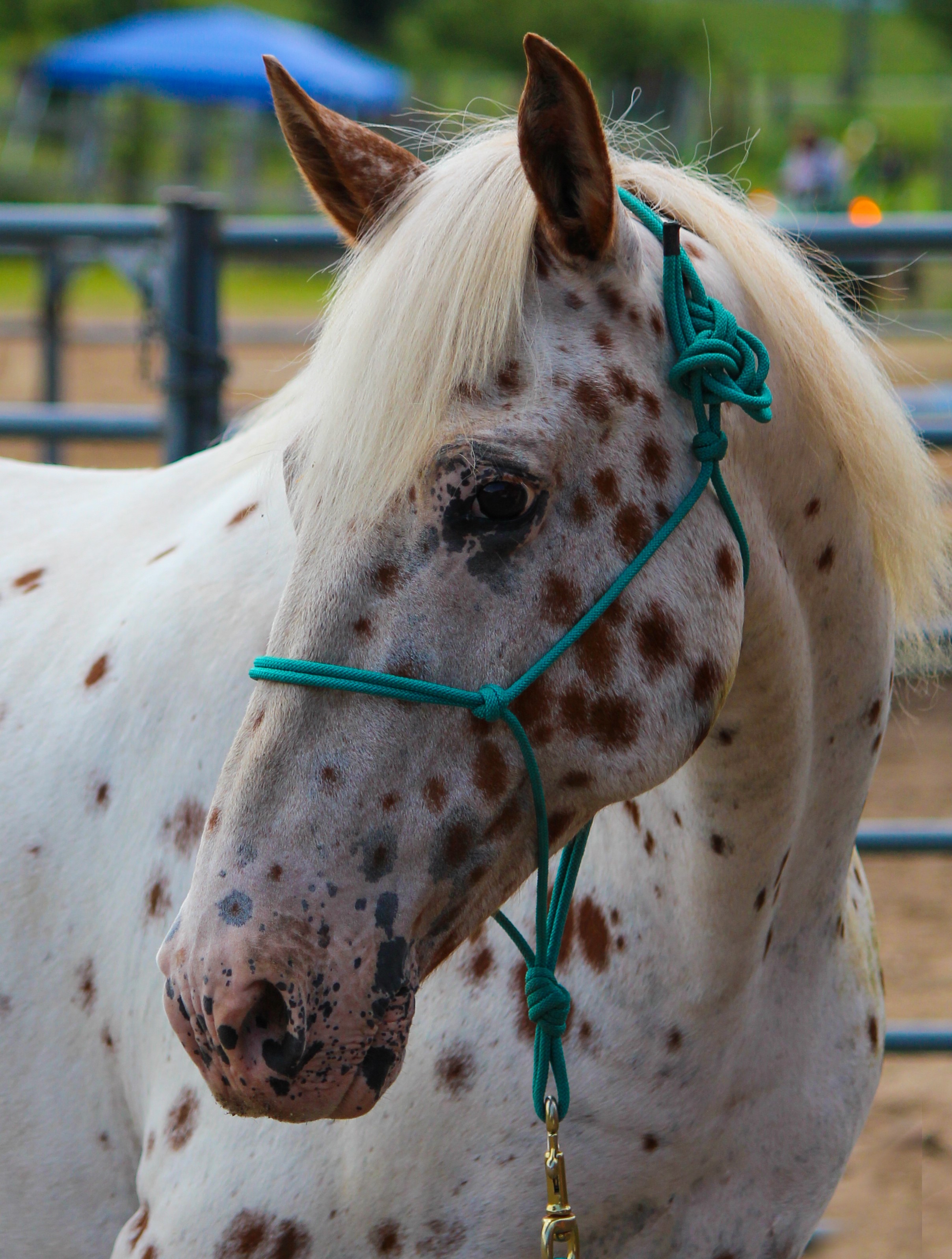 - Second Chance Ranch Equine Rescue